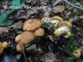 Cortinarius rubicundulus-amf687